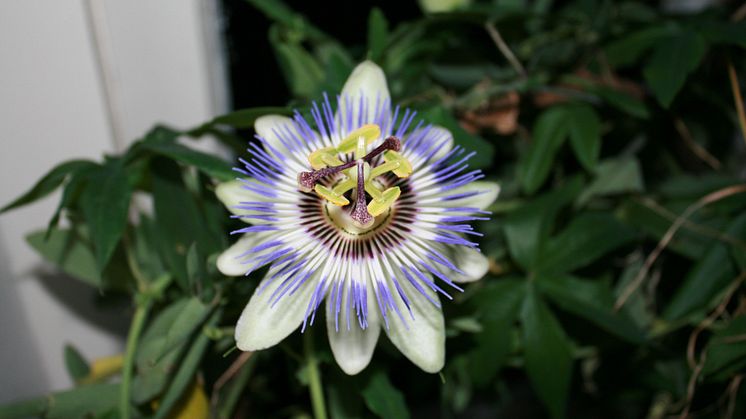 Passionsblomma