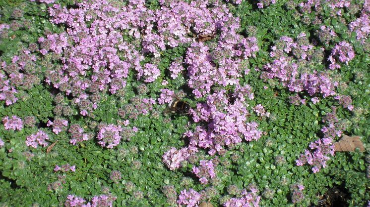 Backtimjan Thymus serpyllum 'Pink Chintz'. Vårnyhet 2014 Blomsterlandet