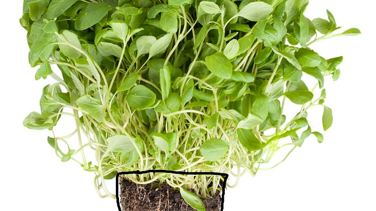 Oregano (Origanum vulgare)