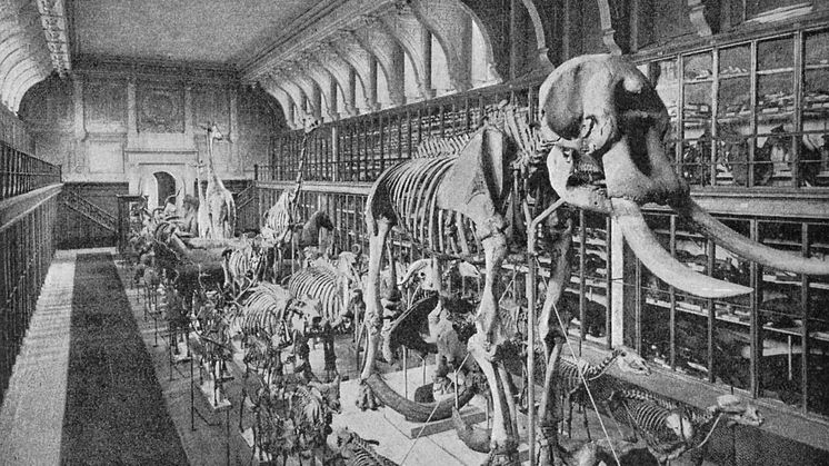 Naturhistoriska riksmuseet, stora däggdjurssalen i Westmanska palatset 1897