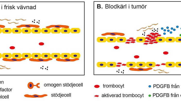 Blodplättar och tumörer