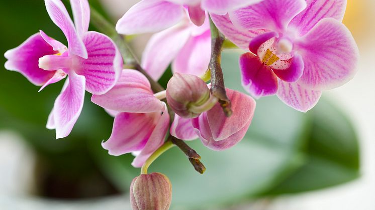 Brudorkidé phalaeopsis