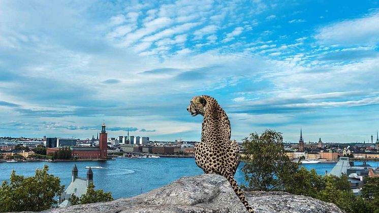 Finance Recruitment - 2020 Årskrönika och Framtid