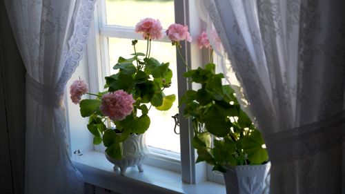 Månadens blomma - april 2011