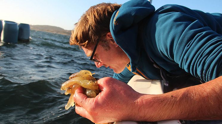 Foto: Marine Taste