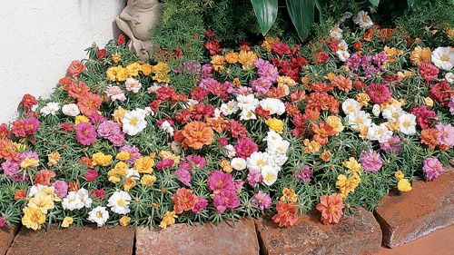Månadens blomma – juni 2008
