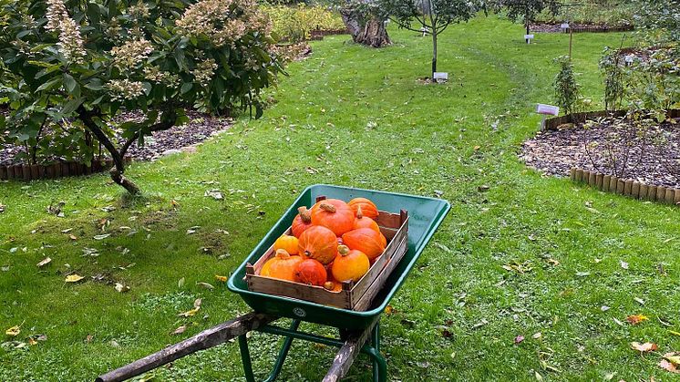 I den fina trädgården till Daniel Berlins krog i Skåne Tranås finns krogens egen trädgårdsmästare.