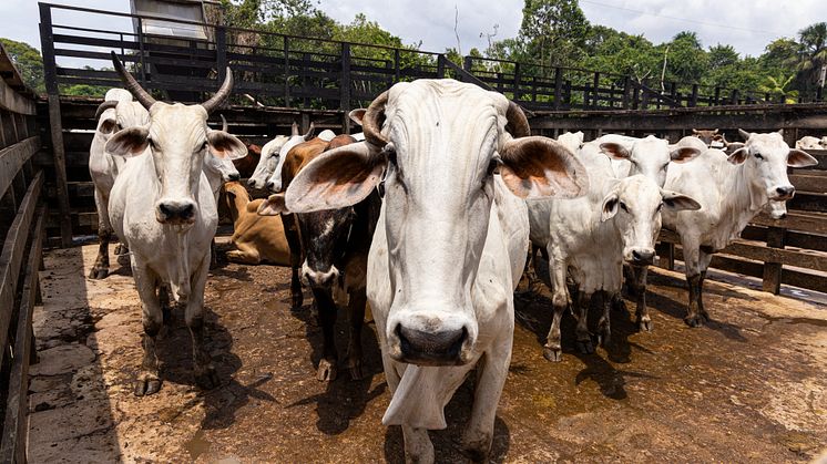 Kor i Brasilien. Foto: Tom Svensson/World Animal Protection