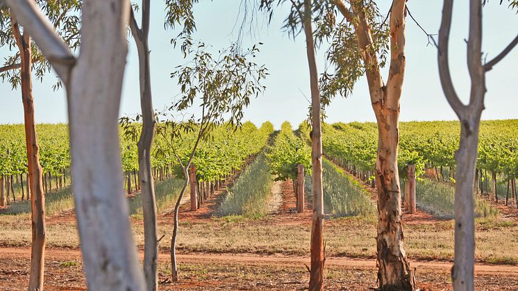 Estate Vineyards