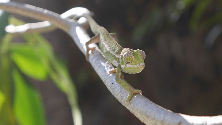Kameleont - Madagaskar