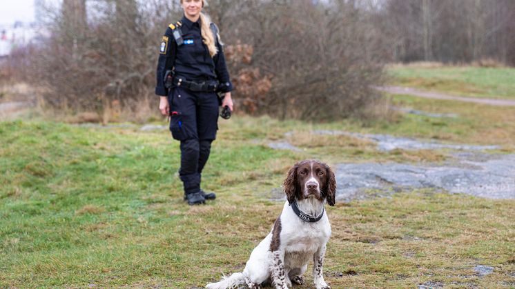 Årets Narkotikasökhund 2024 Skip i förgrund Foto Karin Wildheim.jpg
