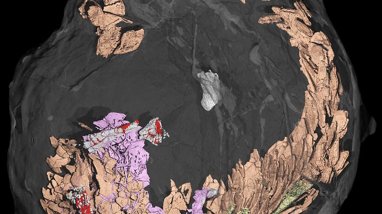Coprolite with fish remains. Picture: Martin Qvarnström