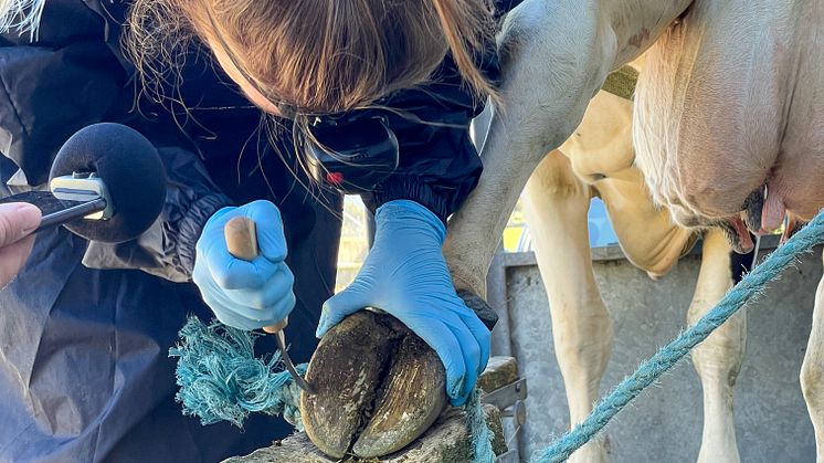 Distriktsveterinär Sara undersöker en halt dräktig ko. Foto: Sofia Rönneke