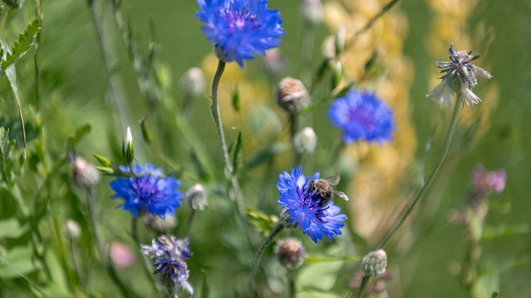 STIHL_Biodiversitaet_05