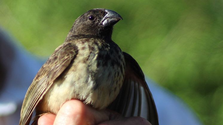 Darwinfinken används ofta som modell i evolutionsstudier. Foto: Carl-Johan Rubin