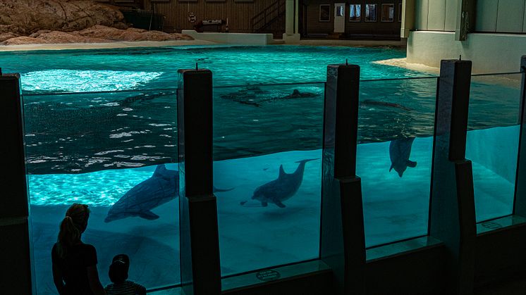 Kolmårdens delfinarium. Foto: Tom Svensson
