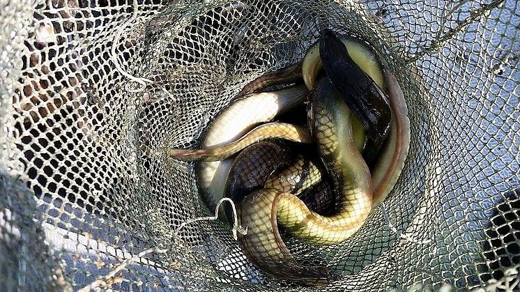 Årets beslut innebär att fiskereglerna för ål skärps ytterligare. Foto: Magnus Strandberg