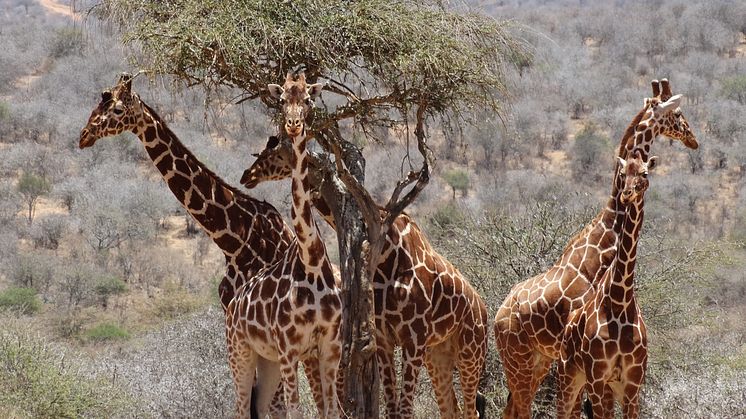 Giraffes 