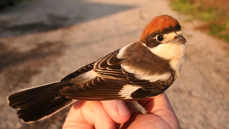 pm_woodchatshrike