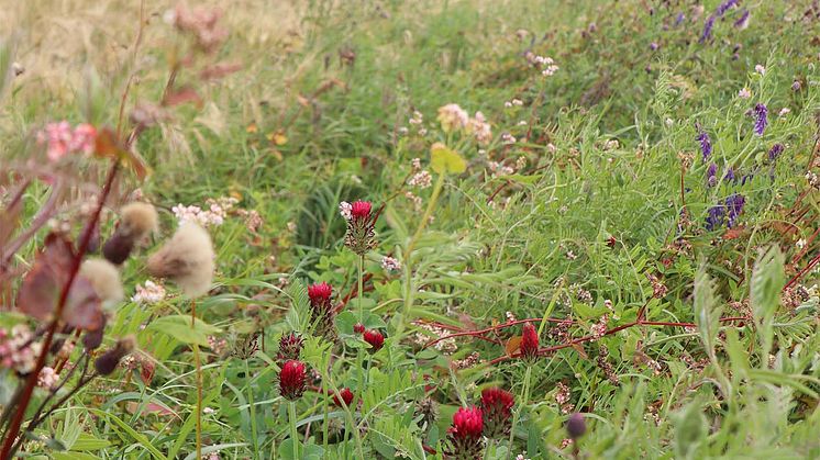 Hela Norrland blommar. Blomremsa i slutet av augusti.