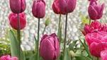 Smarta blomsterlökar - utrustade med naturlig intelligens