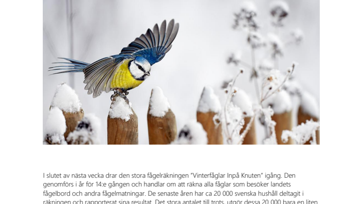 Snart dags för Sveriges största fågelräkning