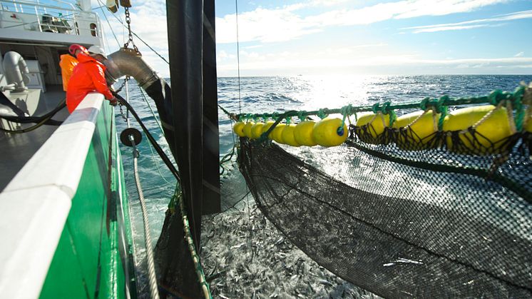 Strong growth in Mackerel exports in September