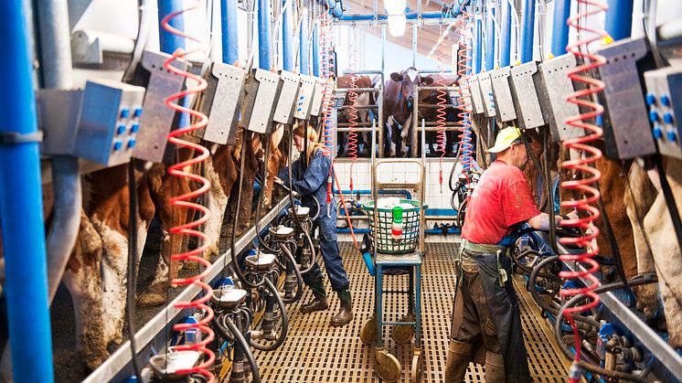 Totalt 2 818 500 ton mjölk vägdes in under 2023, en ökning med 2 procent jämfört med 2022. Foto: Scandinav 