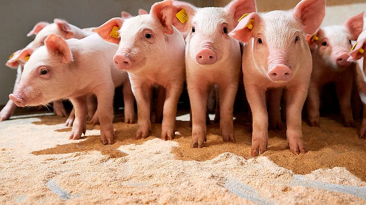 Billede2_smågrise_Danish Agro