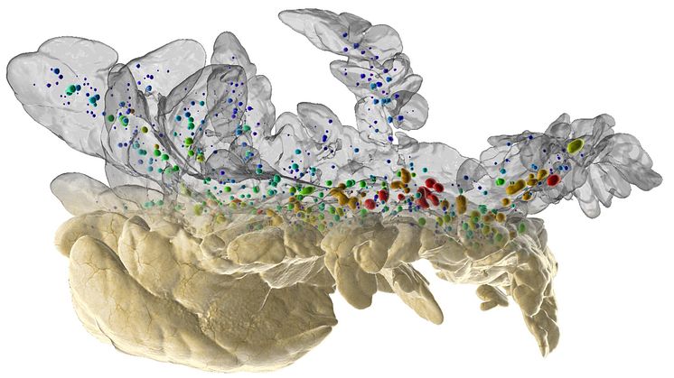   Hahn et al., use advanced imaging tools to reveal new aspects on the most common model for diabetes research. The image depicts a mouse pancreas imaged by Optical Projection Tomography. Image: Max Hahn