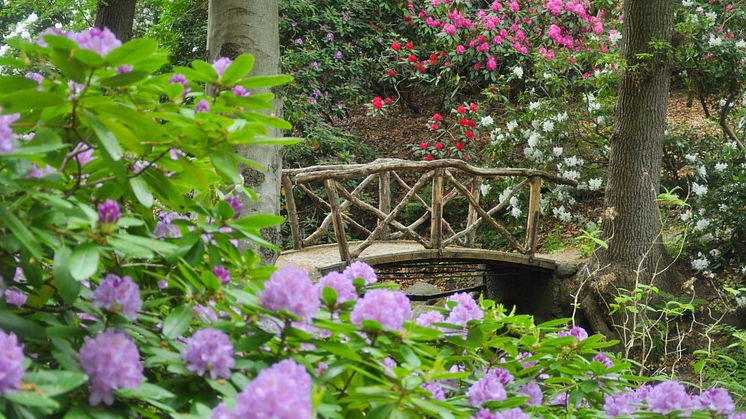 Rhododendron