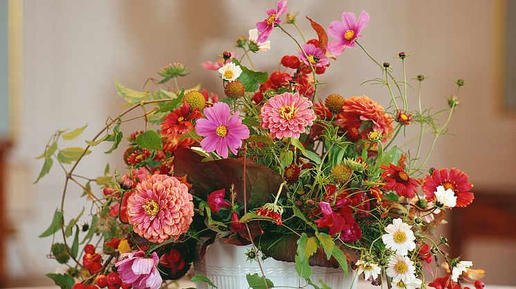 Specialvisning: Dahlior och andra sensommarblomster