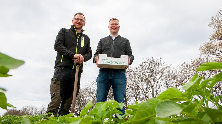 Årets första frilandsodlade potatis från Bjäre.