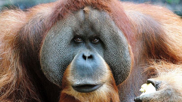 Orang-Utan-Männchen Bimbo steht bei den Entdeckertagen Artenschutz im Zoo Leipzig Pate