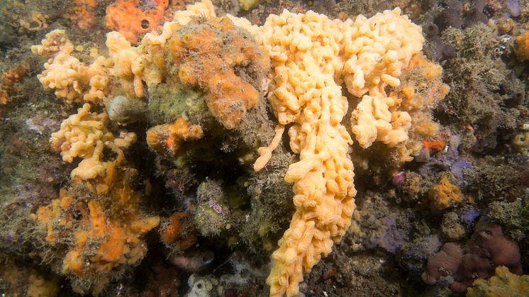Den invasiva främmande arten filtsjöpung kan breda ut sig över havsbotten och utveckla hängande kolonier. Foto: John Turnbull, Marine Explorer CC BY-NC-SA 2.0