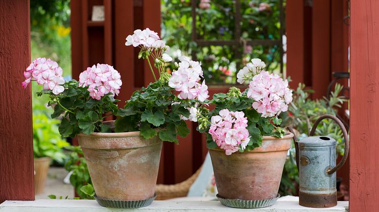 Pelargonen blommar som den vackraste Hortensia – kallas Hortensiapelargon. ​Kronbladens distinkta kant flyter ihop till en vit mitt, utan skarp zon.