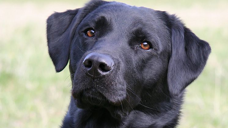 En av de labradorhundar som medverkade i studien. Foto: Maria Sundberg