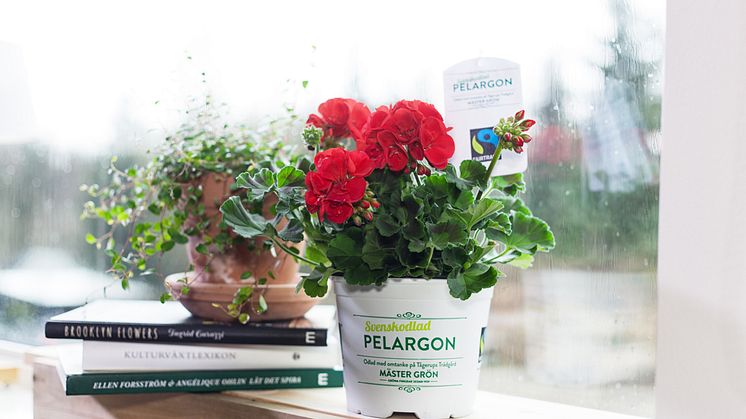 Fairtrade-märkt pelargon.