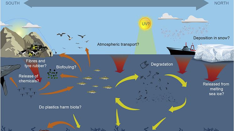 Examples for knowledge gaps of the distribution, transport, and impact of plastic litter in Arctic systems (Illustration: Chris Emblow, Akvaplan-niva)..