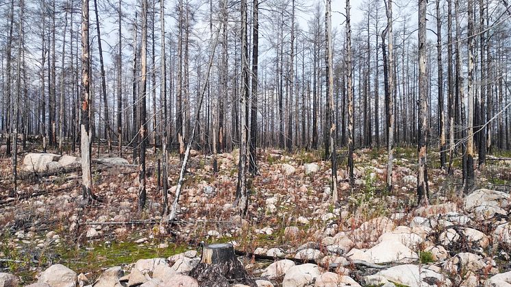 Skogsbranden i Västmanland
