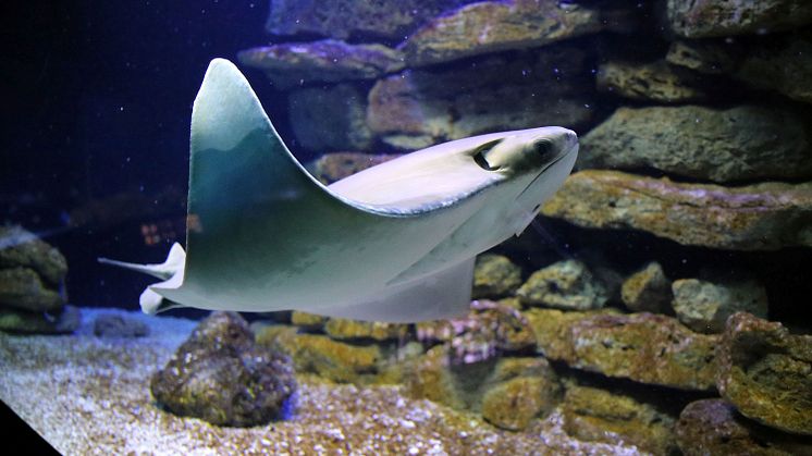Aquarium im Zoo Leipzig - Kuhnasen-Rochen