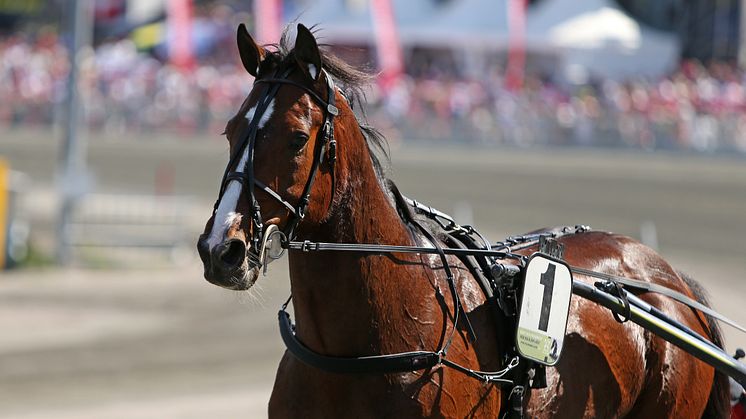 Disco Volante är klar för Elitloppet på Solvalla.