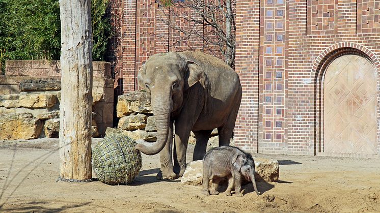 Elefantenbaby in der Außenanlage im Zoo Leipzig