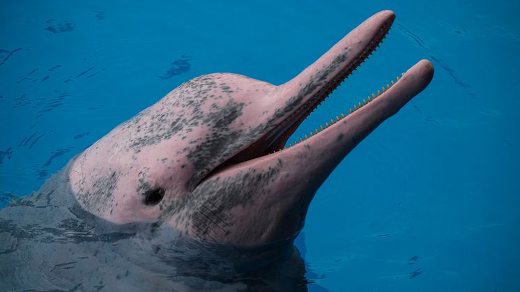 Chinese white dolphin