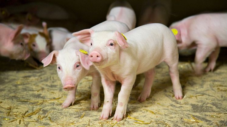 Danish Agro tilsætter ny proteinkilde i smågrisefoder, der understøtter grøn omstilling