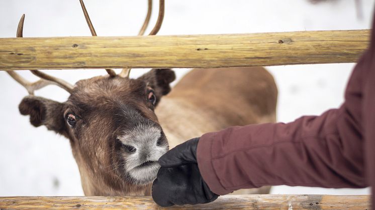 Renbiten_ReindeerWinter_fotoAnnaHolm_VisitDalarna