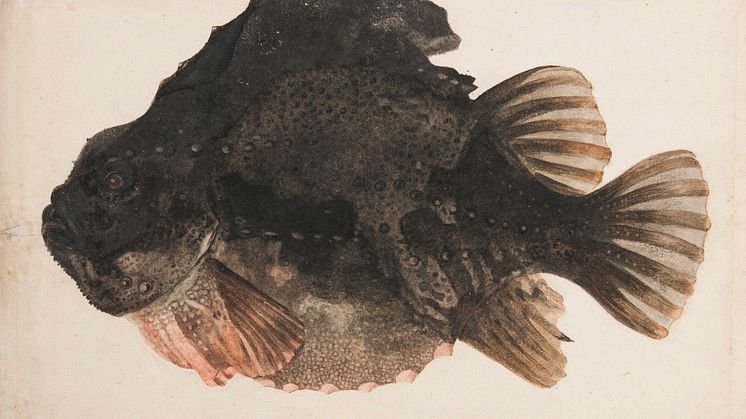 New acquisition: Study of a Lumpsucker attributed to Hendrick Goltzius’ circle