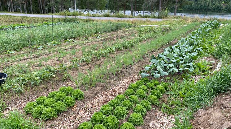 Strömnäsgården's Farmland