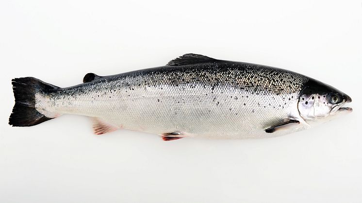 Saumon de Norvège
