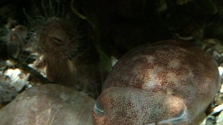 Lat.Sepietta oweniana